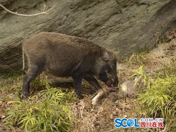 四川唐家河:佩奇一家抢食斑羚尸体_四川在线