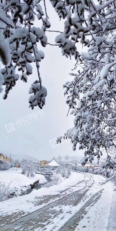 雪花漫天飞舞人间四月天大雪光顾红原