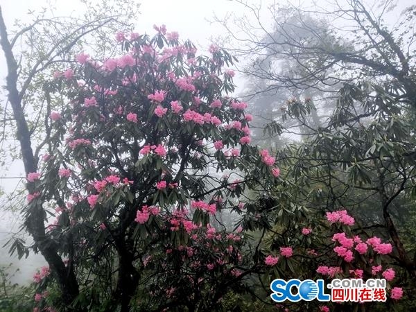 >正文 素有"万山一片绿,丛中一点红"之称的峨眉高山杜鹃,每年阳春三月