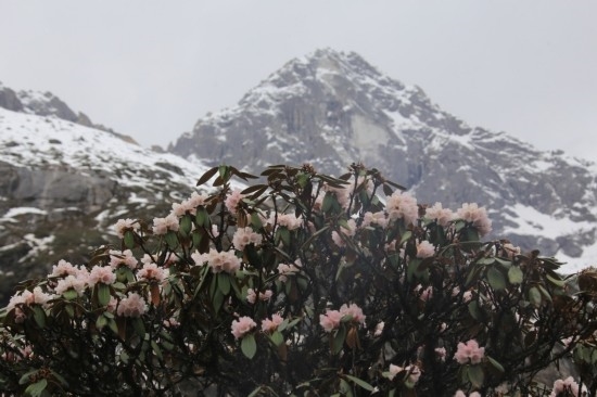 视图理县毕棚沟羊角花开了来一场雪山花海的邂逅