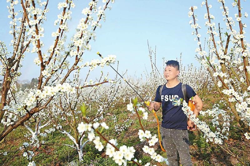 春回大地花开天府 四川在线