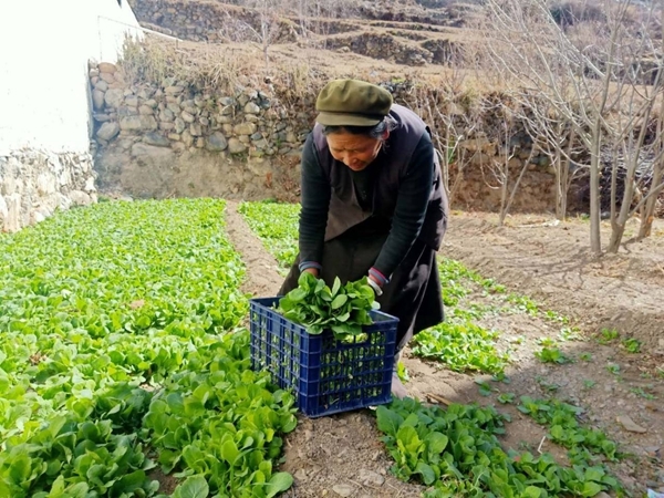 甘孜州黑达小村从有限的土地挖潜能小白菜也能实现大增收