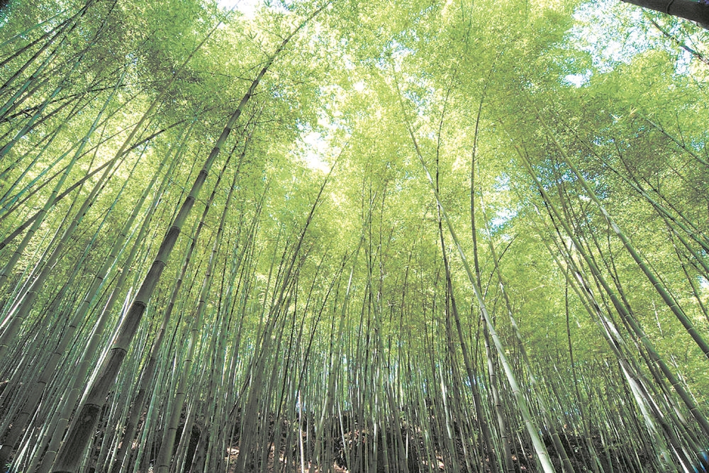 竹林沟自然保护区图片