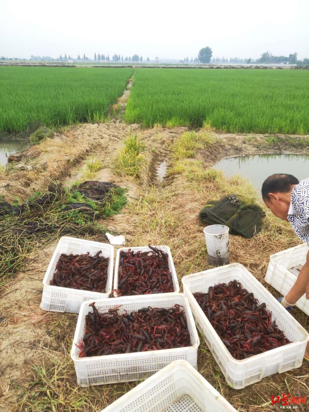 成都吃貨威武18萬斤湖北小龍蝦流入成都餐桌購買量全國第一