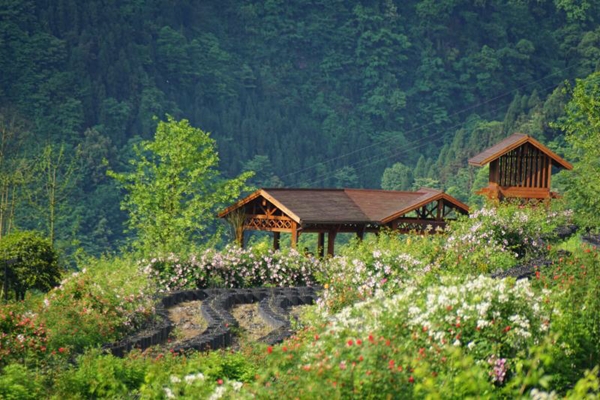 走五一小长假去彭州参加宝山太阳湾蔷薇花节