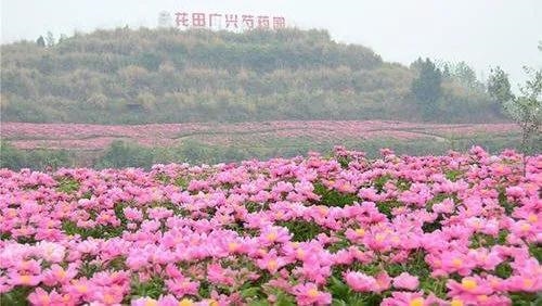 说好了 五一节在成都赏花 就去这些地方 四川在线