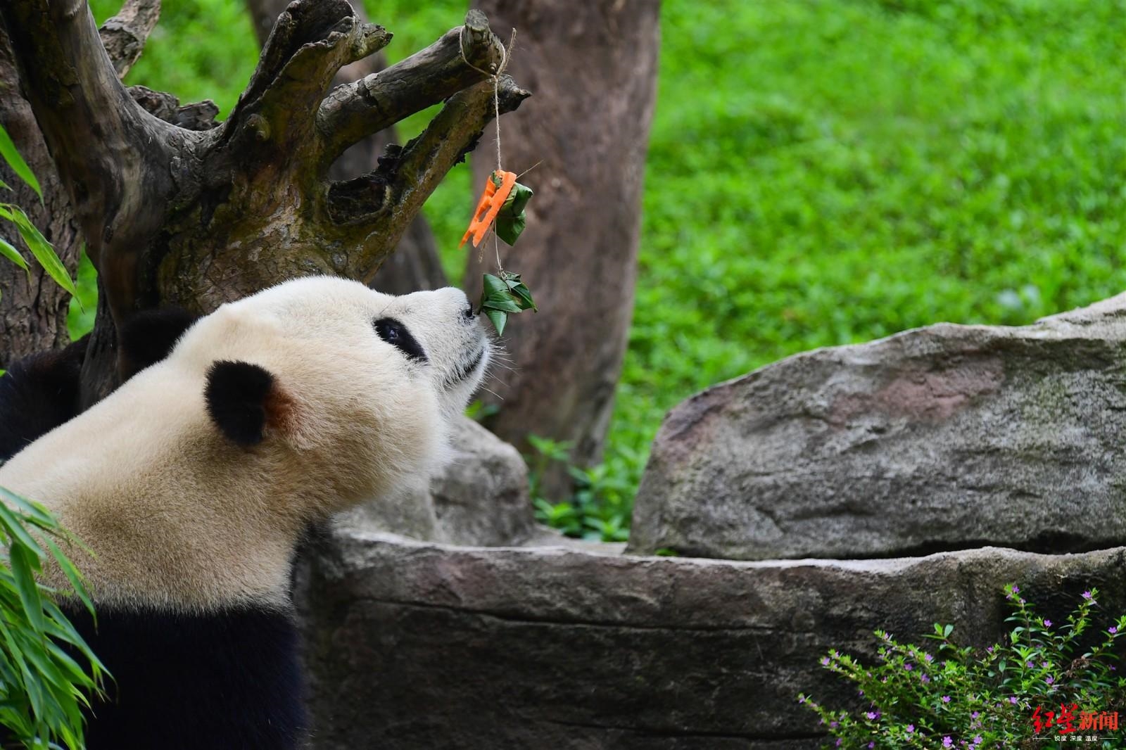 春熙路的爬墙熊猫都有对象了，你的呢？_哔哩哔哩_bilibili